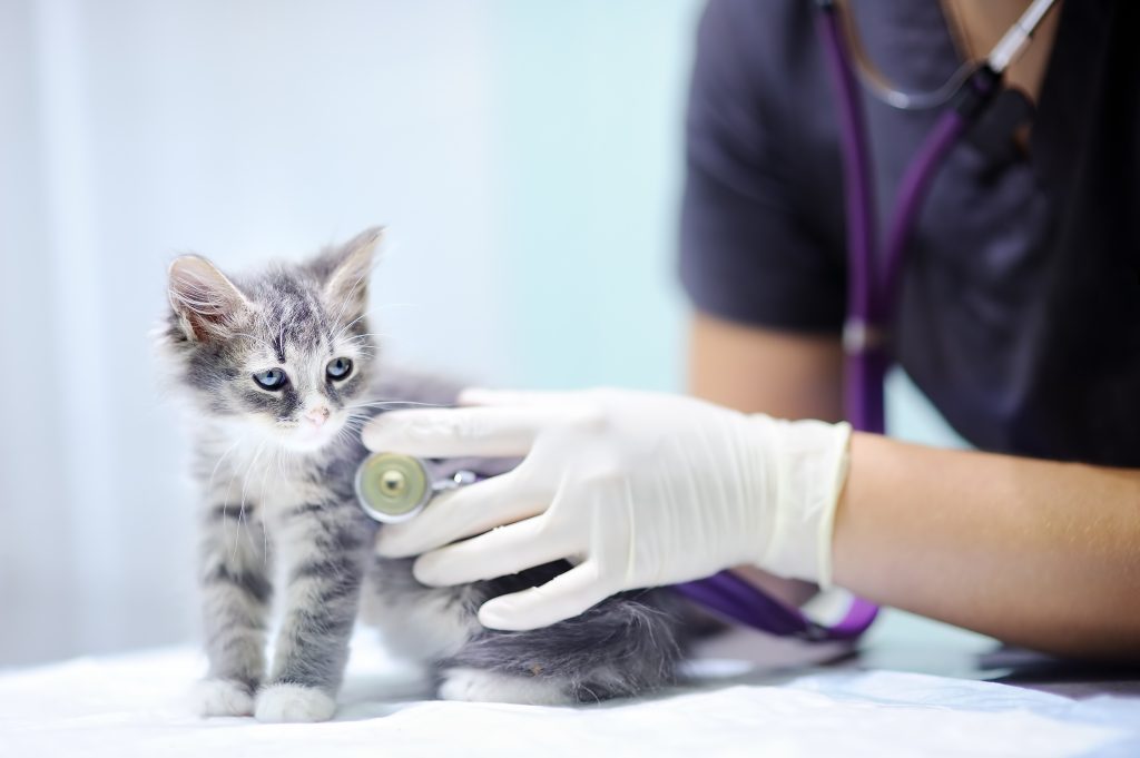 female-veterinary-doctor-using-stethoscope-cute-kitten-1024x681.jpg