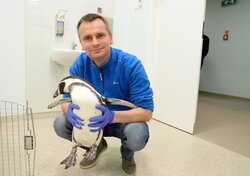 doctor holding a penguin