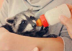 racoon being fed