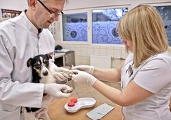 a dog having an injection