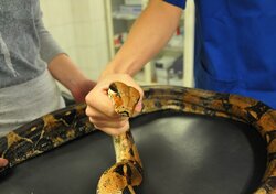 a snake being examined