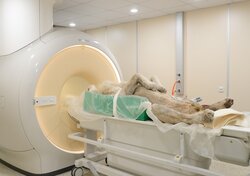 a lion in the CT scanner