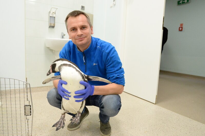 doctor holding a penguin